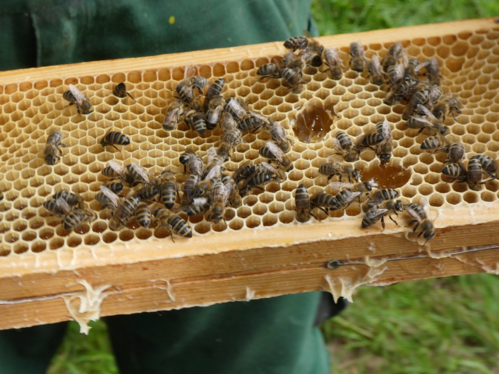 BienenaufWaben (c) ÖB St. Martin