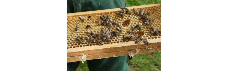 BienenaufWaben (c) ÖB St. Martin